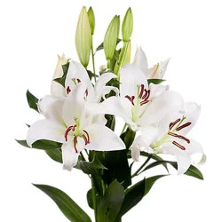 Premium Oriental Lily Assorted - 3 St