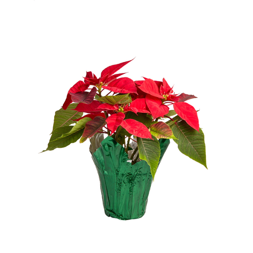 slide 1 of 1, poinsettia, 1 ct