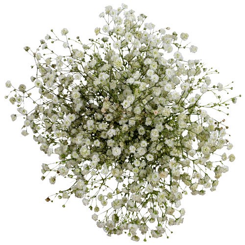 slide 1 of 1, Gypsophila, 1 ct