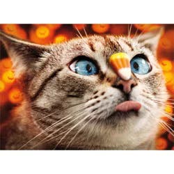 Avanti Halloween Cat with Candy Corn Card