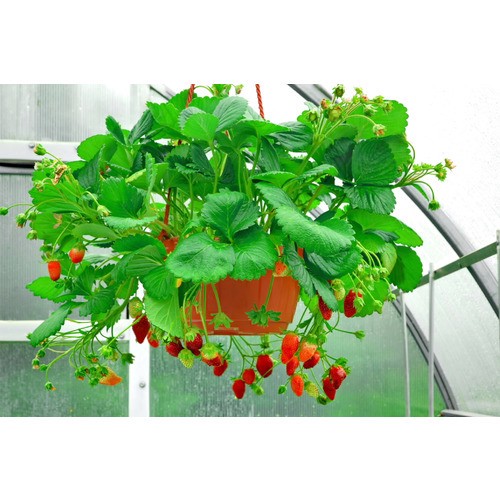 slide 1 of 1, strawberry hanging basket, 1 ct