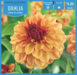 Dahlia Creme De Cognac 2 ct