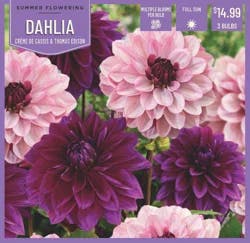 Dahlia Crème de Cassis & Edison 3 ct