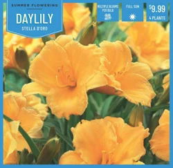 Daylily Stella D'oro 4 ct