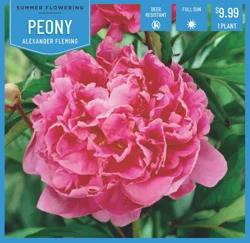 Paeonia Dr. Alexander Flemming 1 ct