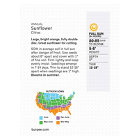 slide 4 of 5, Burpee Sunflower Citrus Seeds, 1 ct