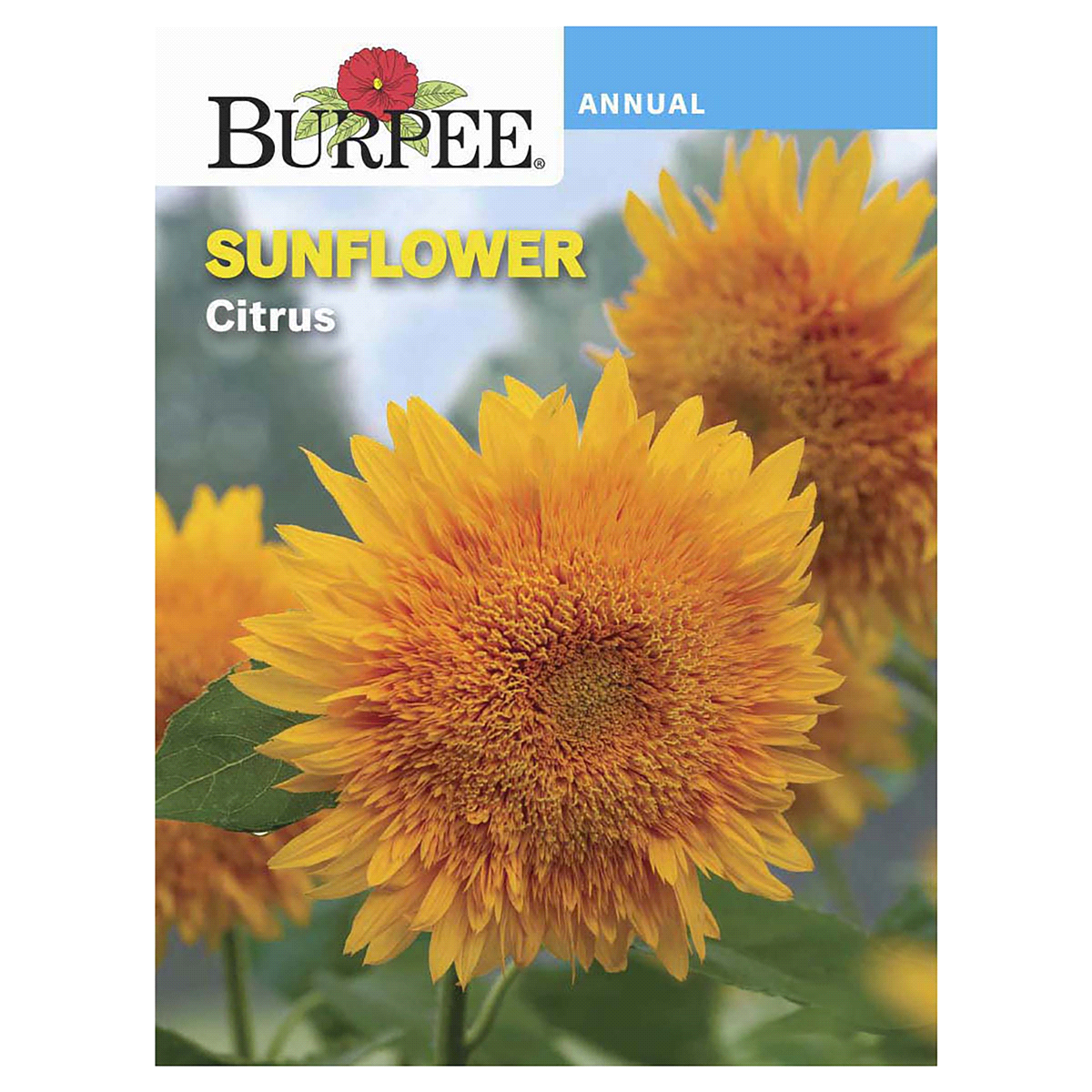 slide 1 of 5, Burpee Sunflower Citrus Seeds, 1 ct