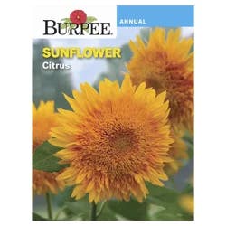 Burpee Sunflower Citrus Seeds