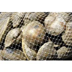 Littleneck Clams