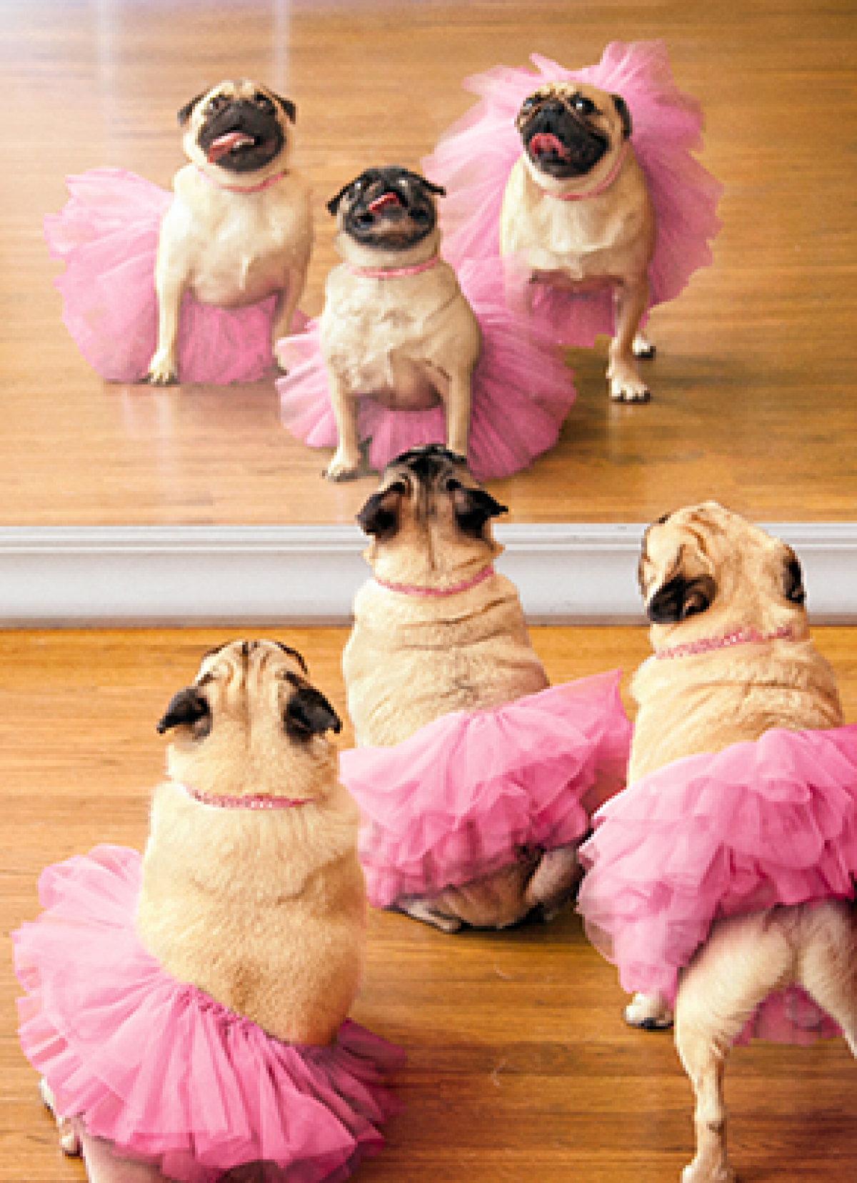 slide 1 of 1, Avanti Card Bday Ballerina Pugs, 1 ct