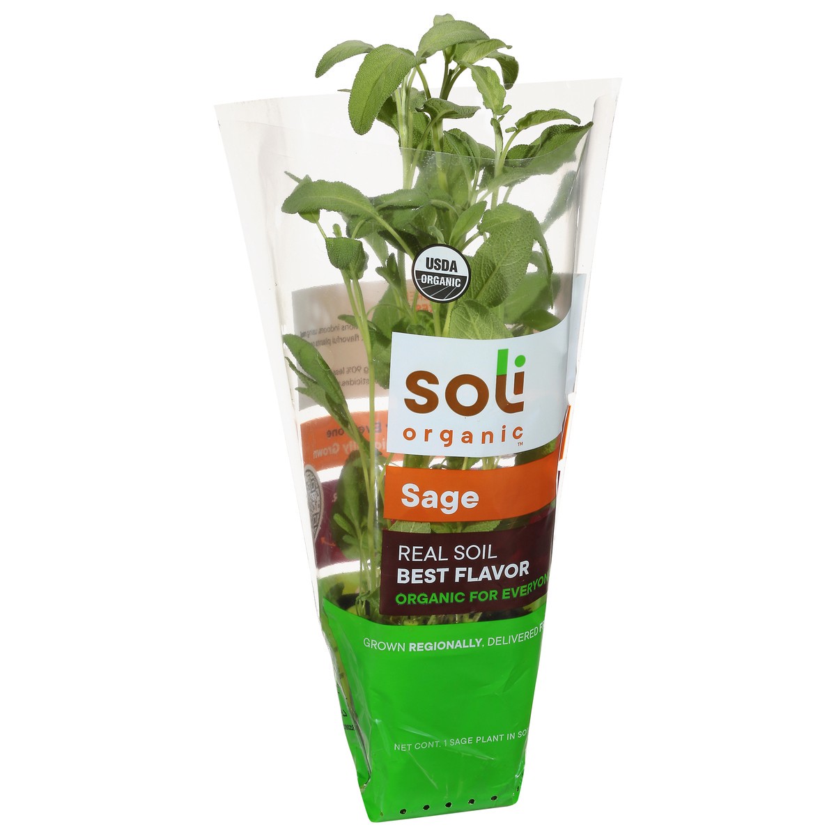 slide 11 of 11, Soli Organic Potted Sage 8 Cm, 1 ct