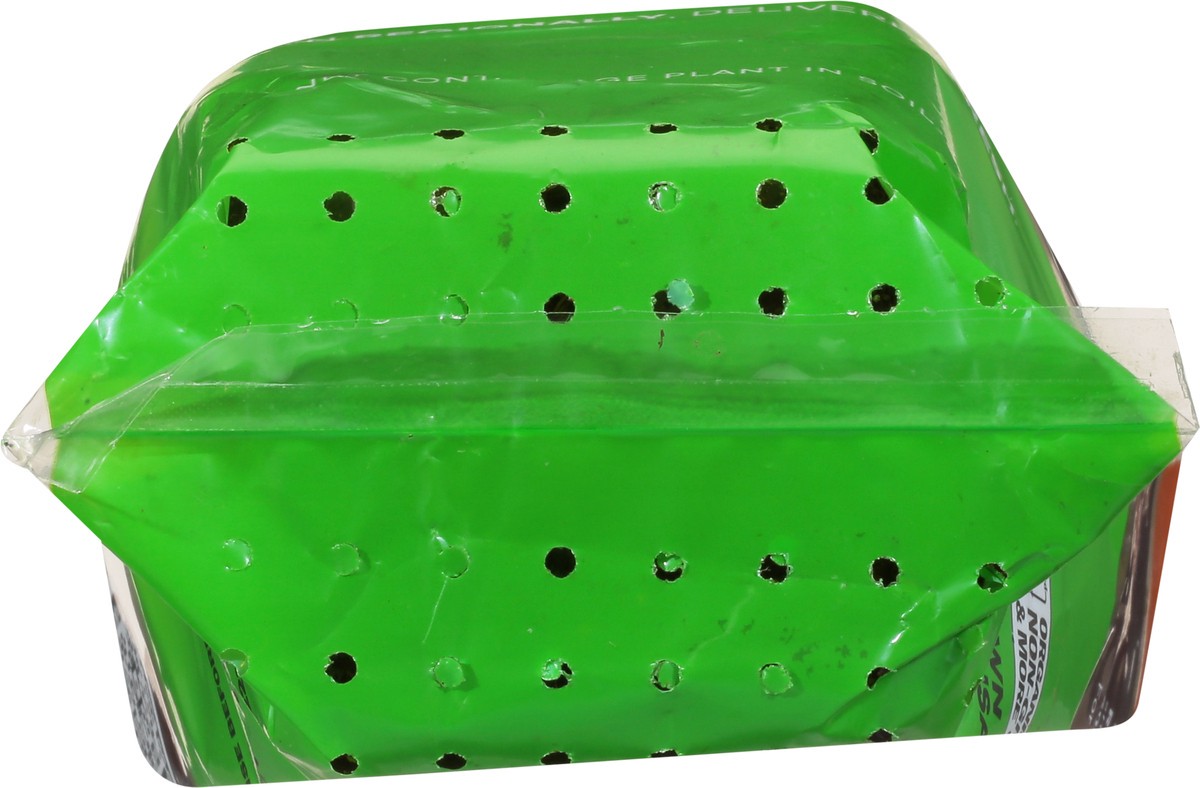 slide 6 of 11, Soli Organic Potted Sage 8 Cm, 1 ct