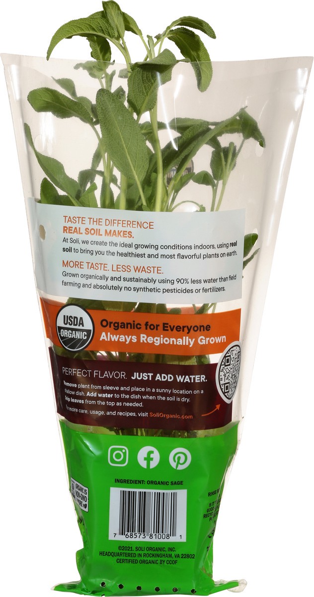 slide 4 of 11, Soli Organic Potted Sage 8 Cm, 1 ct