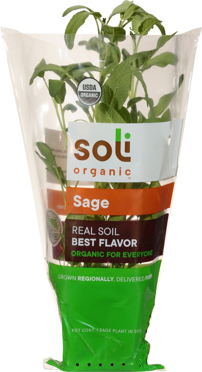 slide 5 of 11, Soli Organic Potted Sage 8 Cm, 1 ct