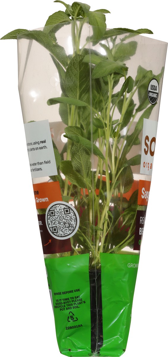 slide 8 of 11, Soli Organic Potted Sage 8 Cm, 1 ct