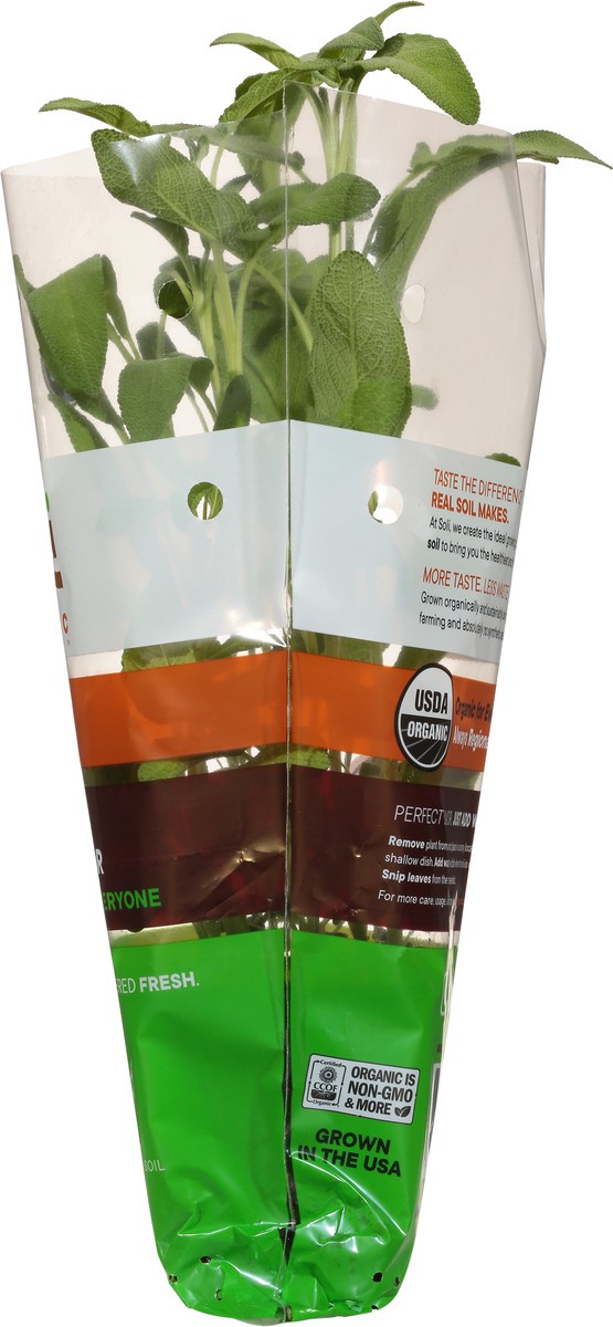 slide 10 of 11, Soli Organic Potted Sage 8 Cm, 1 ct