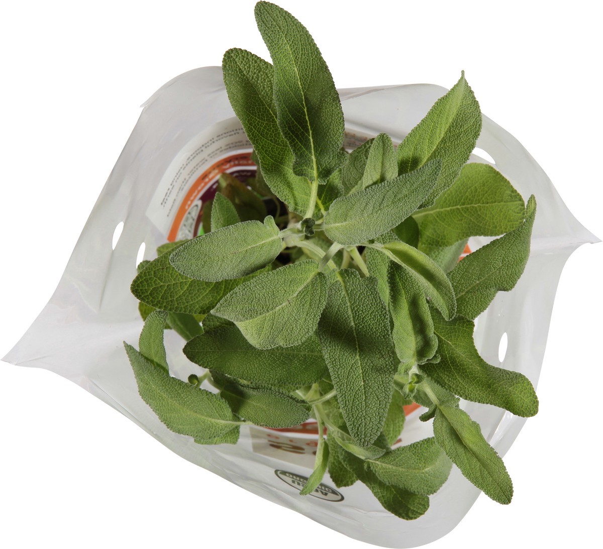 slide 7 of 11, Soli Organic Potted Sage 8 Cm, 1 ct