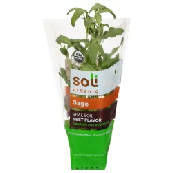 Soli Organic Potted Sage 8 Cm