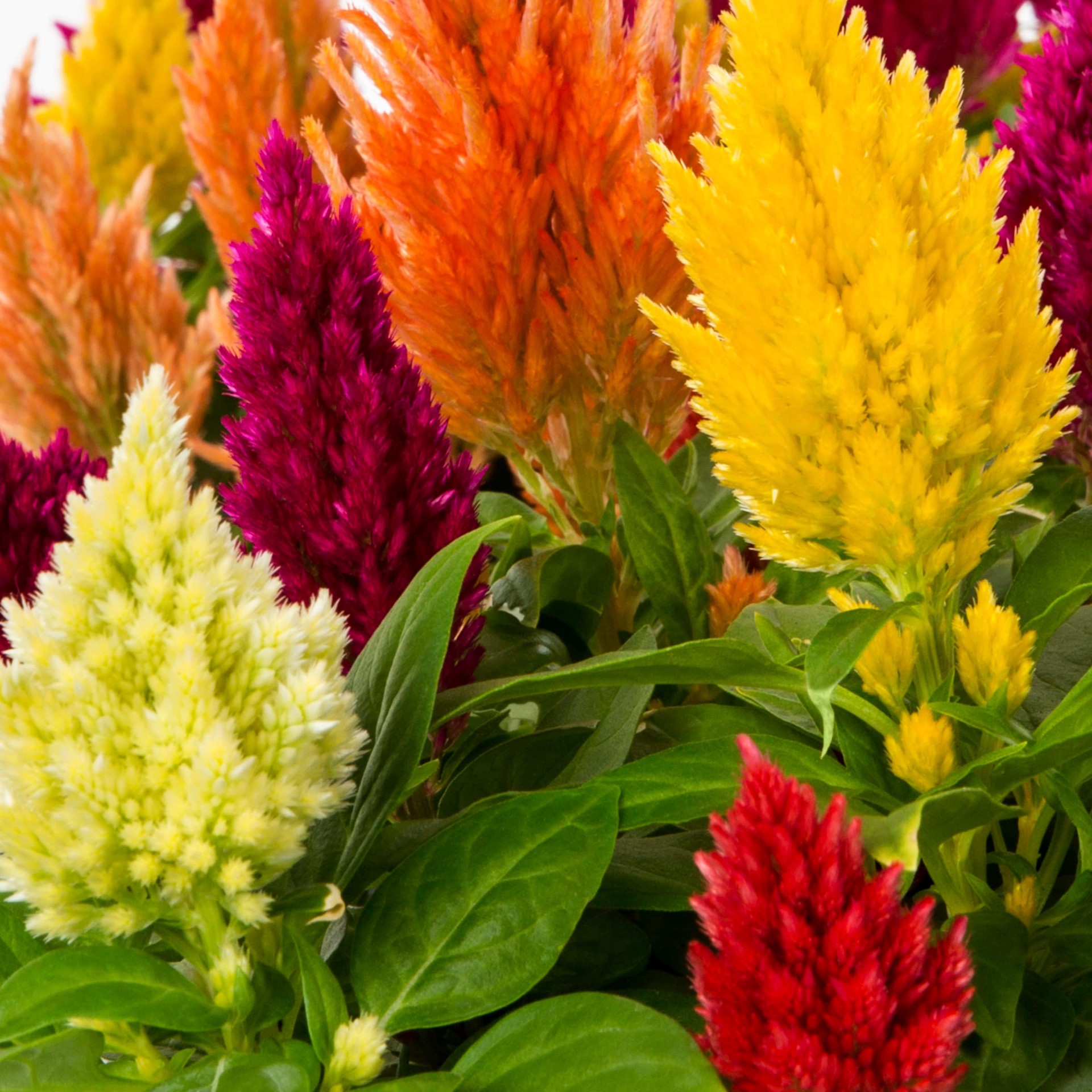 slide 5 of 5, Lowe's Multicolor Celosia in 1.75 Gallon(s) Planter 1 -Pack, 1 ct