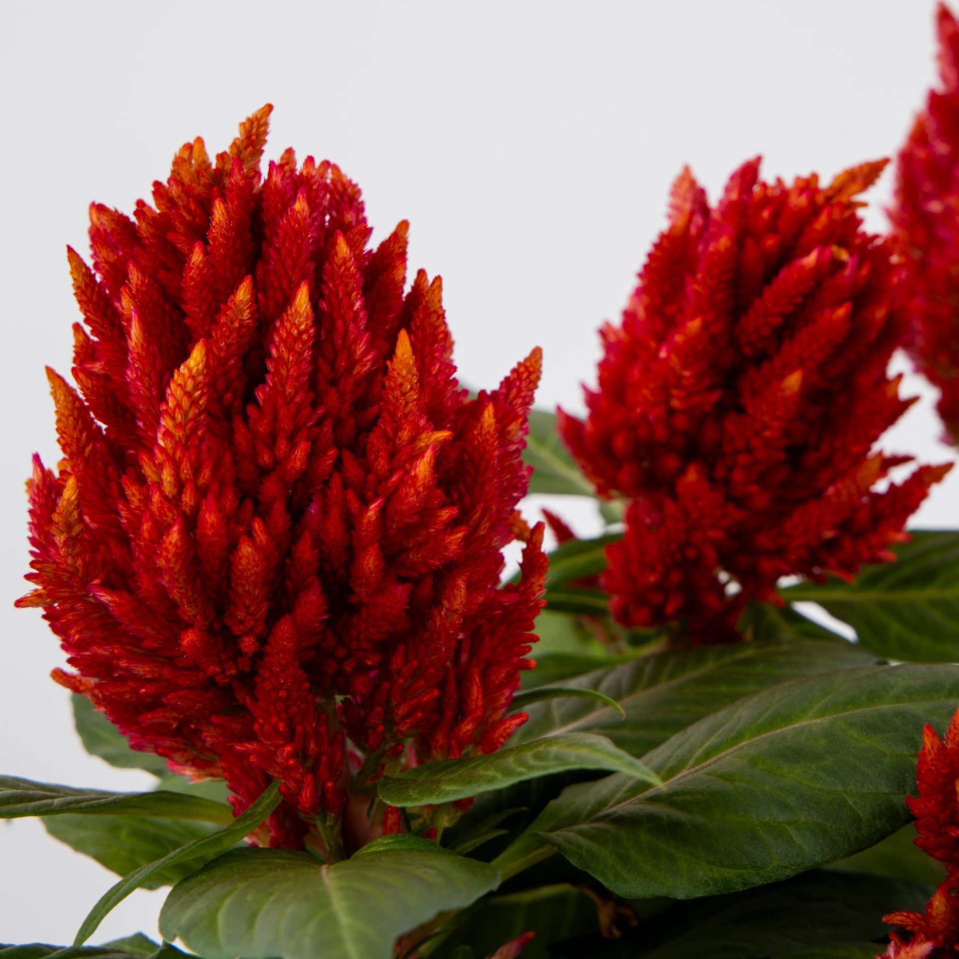 slide 2 of 5, Lowe's Multicolor Celosia in 1.75 Gallon(s) Planter 1 -Pack, 1 ct