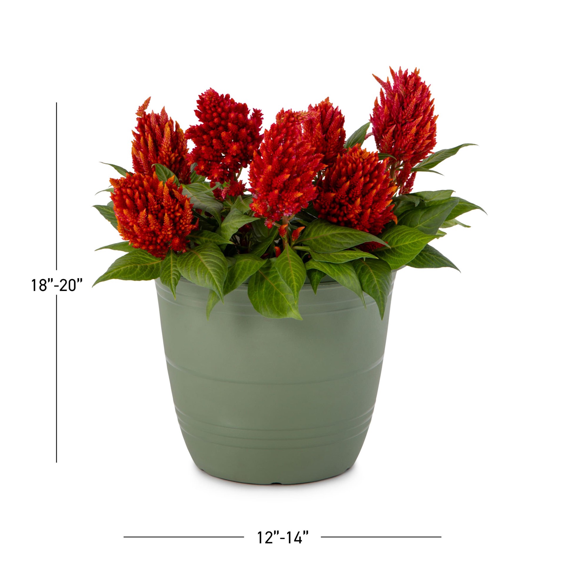 slide 3 of 5, Lowe's Multicolor Celosia in 1.75 Gallon(s) Planter 1 -Pack, 1 ct