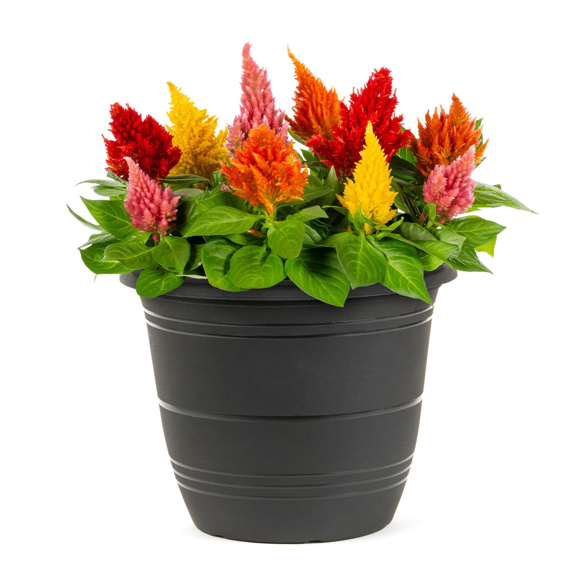 slide 4 of 5, Lowe's Multicolor Celosia in 1.75 Gallon(s) Planter 1 -Pack, 1 ct