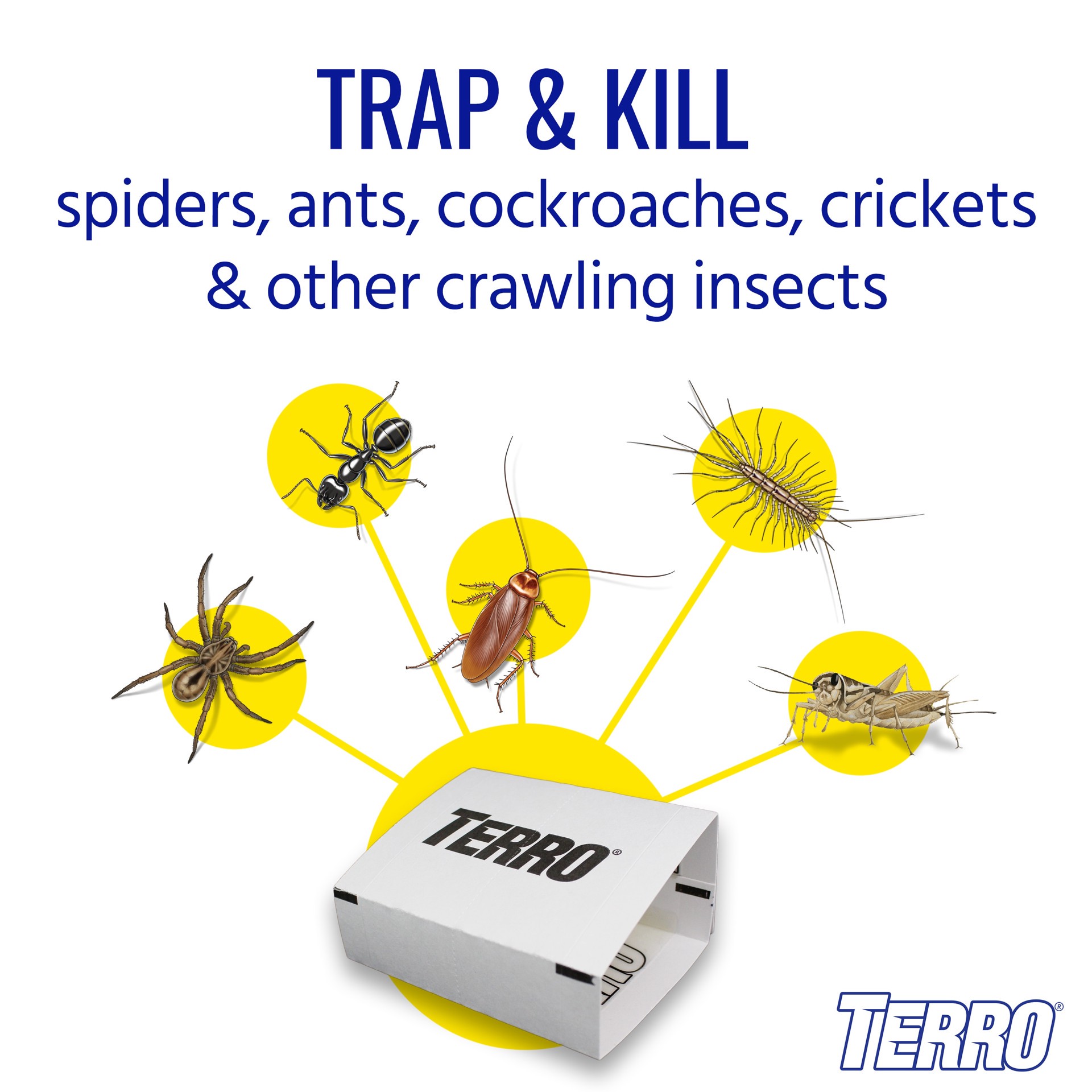 slide 2 of 6, TERRO Spider and Insect Indoor Glue Glue Insect Trap 4 -Pack, 1 ct
