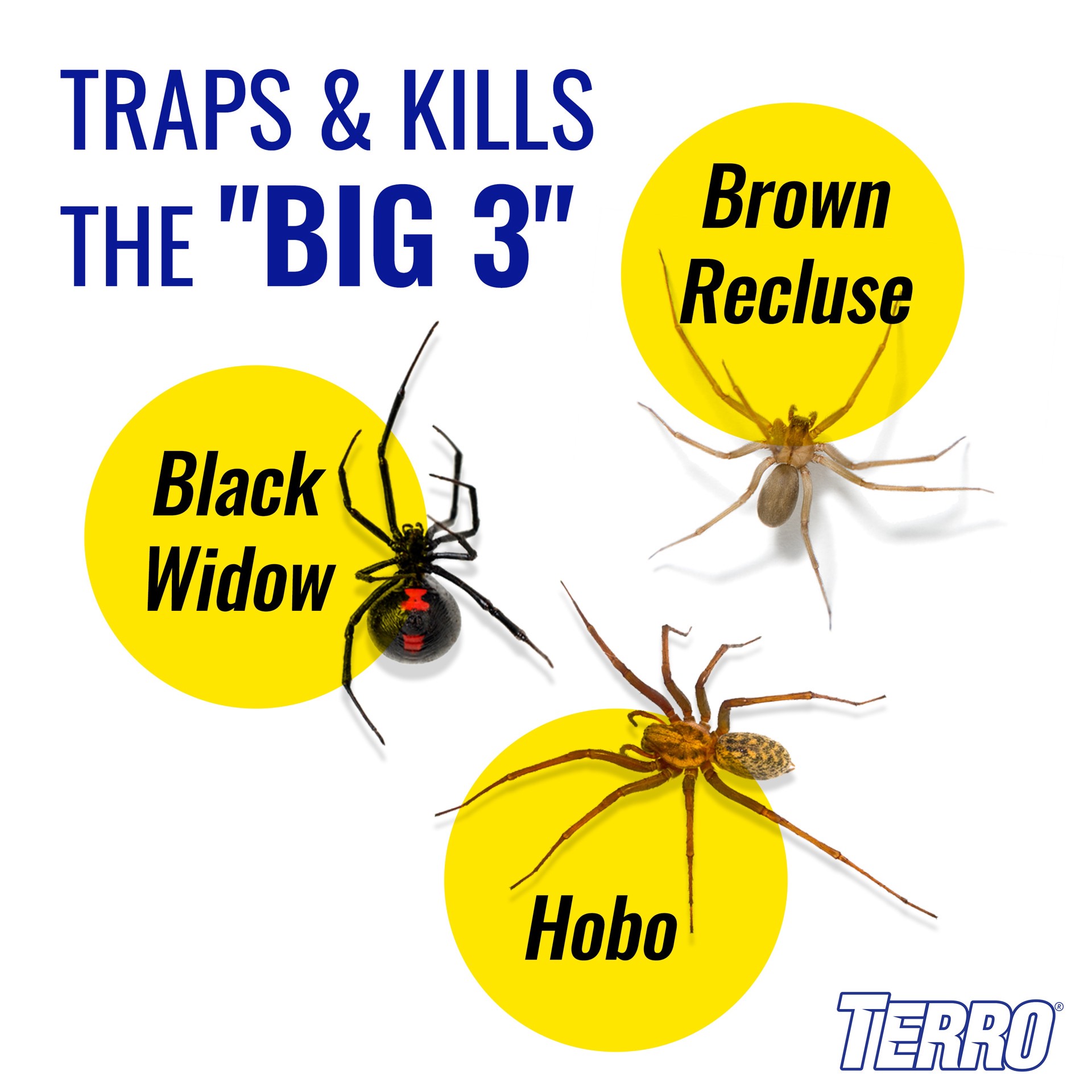 slide 3 of 6, TERRO Spider and Insect Indoor Glue Glue Insect Trap 4 -Pack, 1 ct