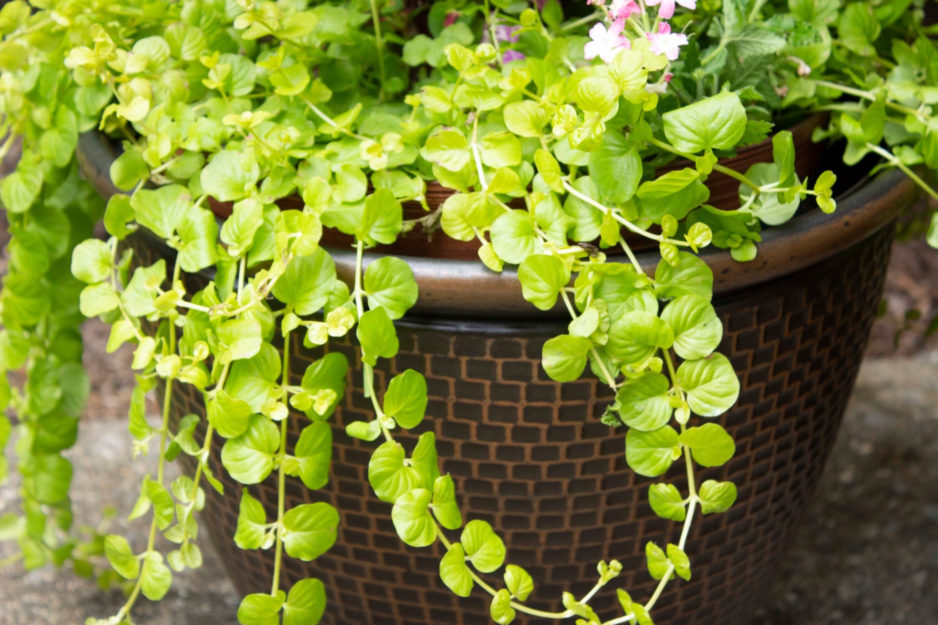 slide 3 of 6, allen + roth Round 19.09-in W x 19.09-in L Bronze Resin Indoor/Outdoor Planter, 1 ct