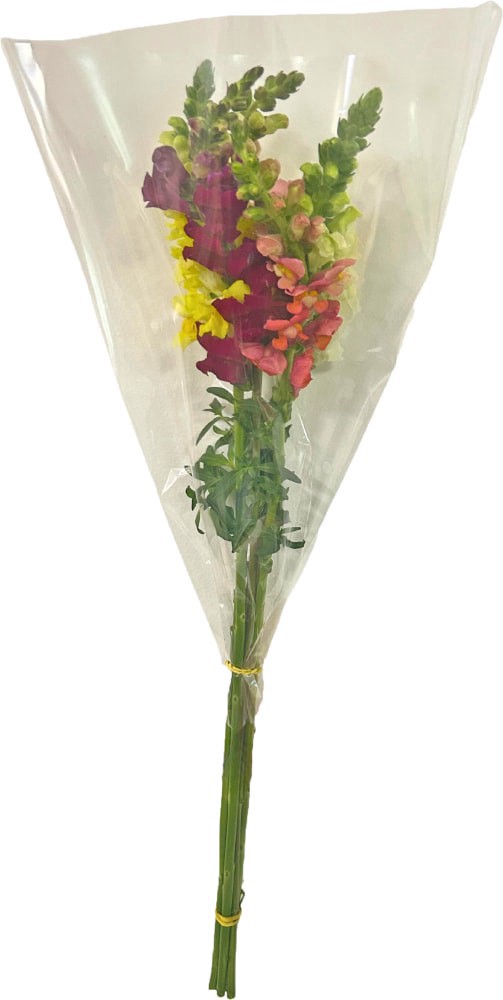 slide 1 of 1, Rainbow & Solid Snapdragon, 1 ct