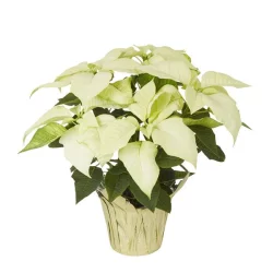 7 Inch White Poinsettia (Where Available)