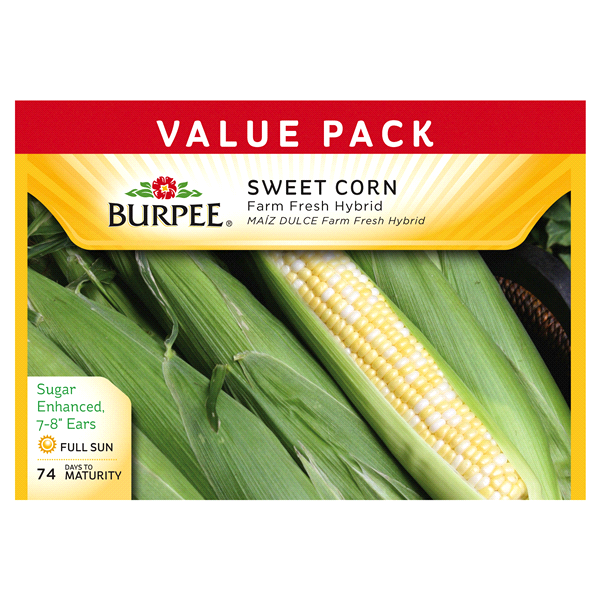 slide 1 of 1, Burpee Sweet Corn, Farm Fresh Hybrid, 1 ct