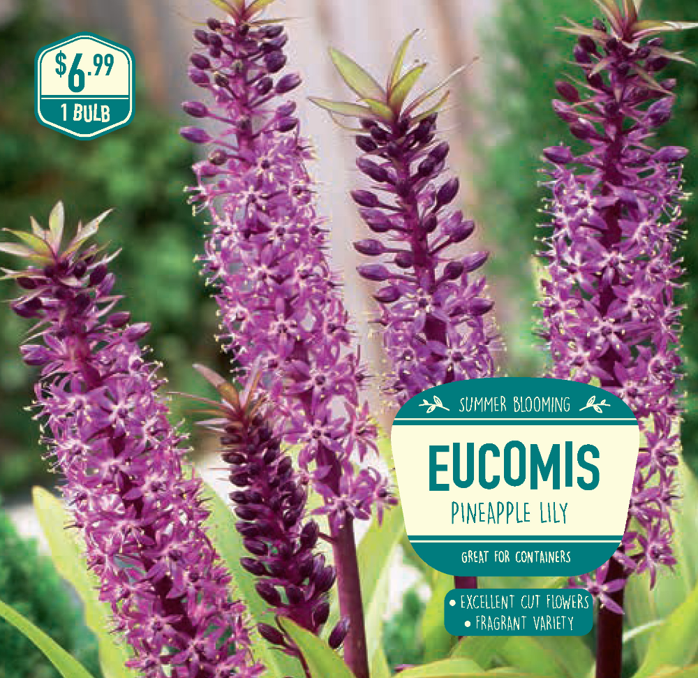 slide 1 of 1, Garden State Bulb Eucomis Comosa Bulb, 1 ct
