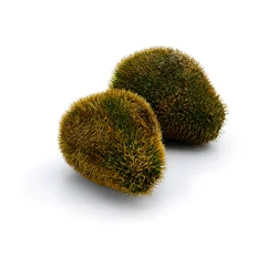 Cushaw Squash - Large