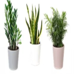 Foliage in Simple Elegance