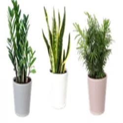 Foliage in Simple Elegance