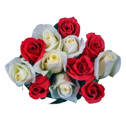 Northgate Dozen Roses Color
