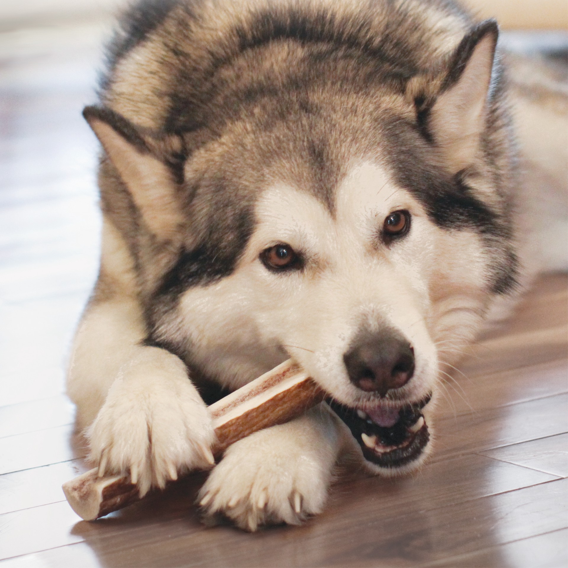 slide 3 of 4, KONG Wild Whole Elk Antler Dog Bone, MED