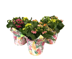 Tricolor Kalanchoe 6 in