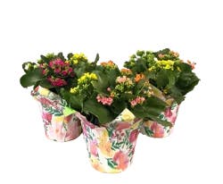 Tricolor Kalanchoe 6 in