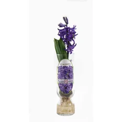 Hyacinth 2 in Glass Vase