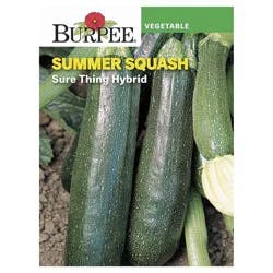 Burpee Summer Squash, Sure Thing Hybrid