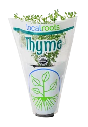 Local Roots Potted Organic Thyme