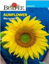 Burpee Sunflower Mammoth
