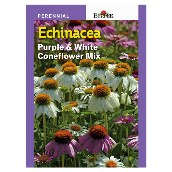 slide 1 of 1, Burpee Perennial Echinacea Purple & White Coneflower Seeds, 1 ct