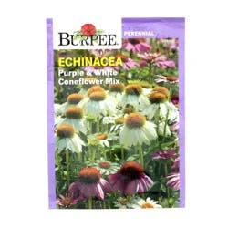 Burpee Perennial Echinacea Purple & White Coneflower Seeds