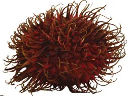 Rambutan Fruit