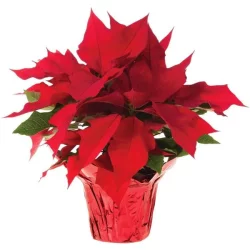 7 Inch Red Poinsettia (Where Available)
