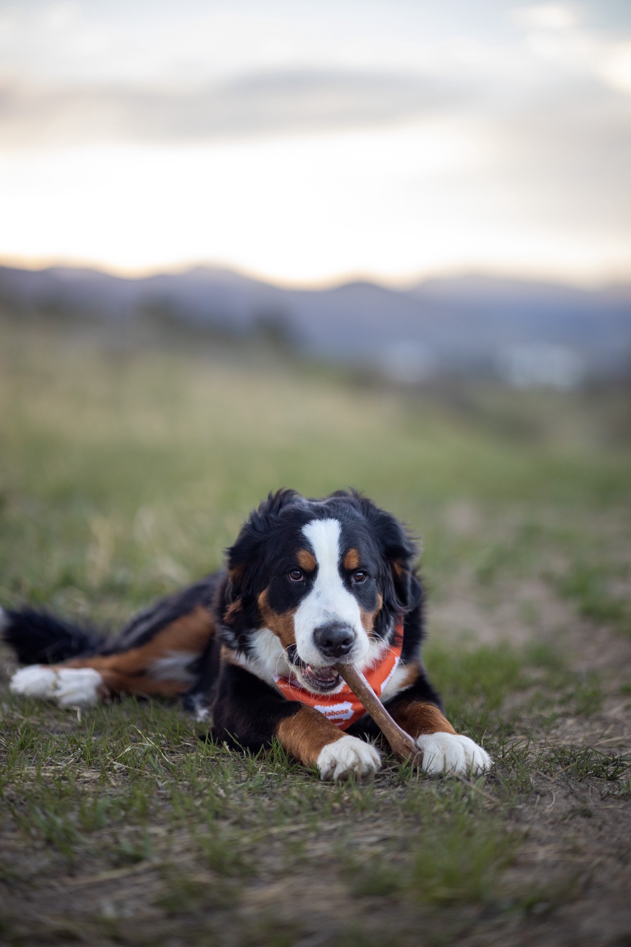 slide 7 of 10, Nylabone Healthy Edibles All-Natural Long Lasting Peanut Butter Dog Chew Treats X-Large/Souper - 50+ lbs.(1 Count), 1 ct