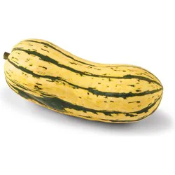 Fresh Delicata Squash
